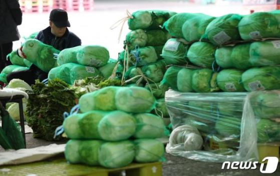 주말 폭우에 배추·양배추 도매가 '급등'…산지 수확 차질 우려