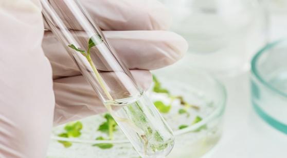 식물세포 플랫폼 기업 ‘바이오에프디엔씨’, 증권신고서 제출…“기존 신약과 차별화된 약리물질 개발”